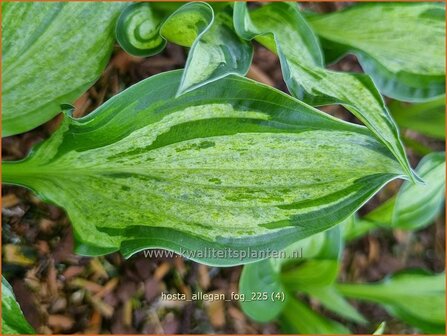 Hosta 'Allegan Fog' | Hosta, Hartlelie, Funkia | Funkie | Hosta