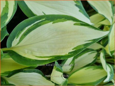 Hosta 'Hans' | Hosta, Hartlelie, Funkia | Funkie | Hosta