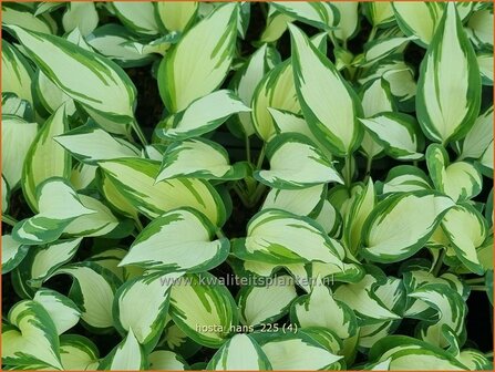 Hosta 'Hans' | Hosta, Hartlelie, Funkia | Funkie | Hosta