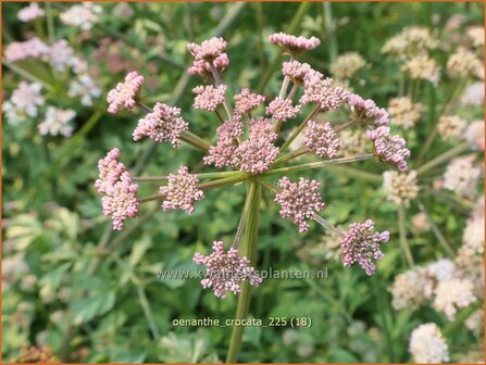 Oenanthe crocata | Dodemansvingers, Torkruid | Safranwasserfenchel | Hemlock Water-dropwort