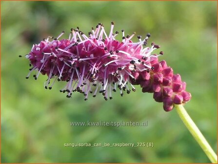 Sanguisorba 'Can Be Raspberry' | Pimpernel, Sorbenkruid | Wiesenknopf | Burnet