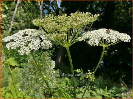 Pleurospermum camtschaticum | Rippensame