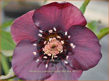 Helleborus orientalis 'Single Red Eye' | Kerstroos, Lenteroos, Vastenroos, Oosters nieskruid, Nieskruid | Lenzrose | 