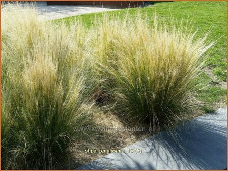 Stipa tenuissima | Fijn Vedergras, Engelenhaar, Vedergras | Zartes Federgras | Mexican Feather Grass