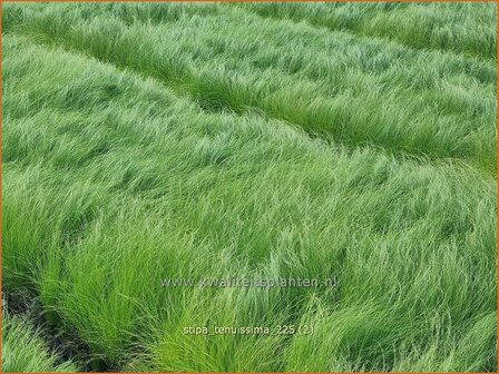 Stipa tenuissima | Fijn Vedergras, Engelenhaar, Vedergras | Zartes Federgras | Mexican Feather Grass