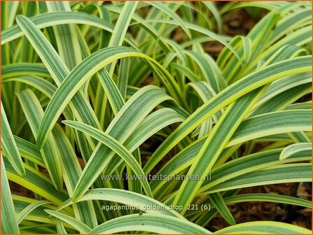 Agapanthus 'Golden Drop' | Afrikaanse lelie, Kaapse lelie, Liefdesbloem, Blauwe tuberoos | Schmucklilie | African
