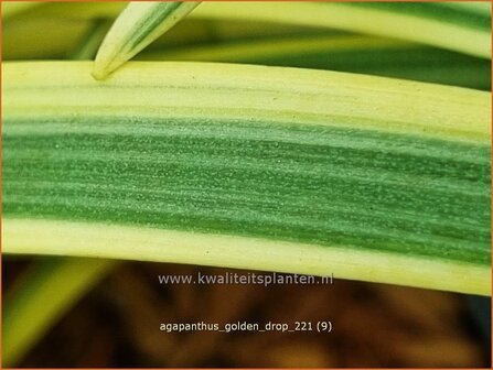 Agapanthus 'Golden Drop' | Afrikaanse lelie, Kaapse lelie, Liefdesbloem, Blauwe tuberoos | Schmucklilie | African