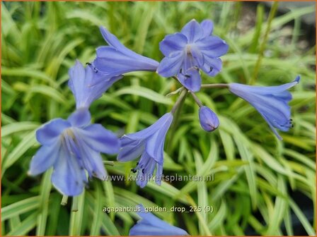Agapanthus 'Golden Drop' | Afrikaanse lelie, Kaapse lelie, Liefdesbloem, Blauwe tuberoos | Schmucklilie | African