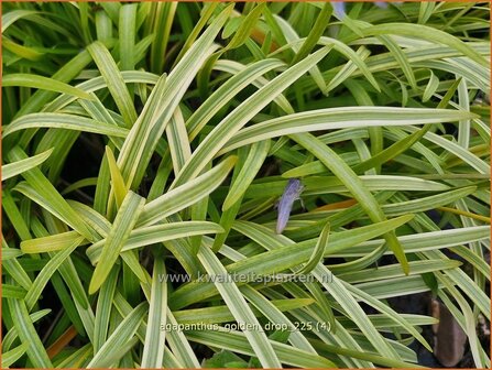 Agapanthus 'Golden Drop' | Afrikaanse lelie, Kaapse lelie, Liefdesbloem, Blauwe tuberoos | Schmucklilie | African