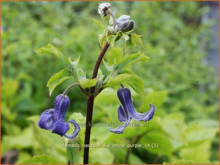 Clematis heracleifolia 'China Purple' | Struikclematis, Bosrank, Clematis | Breitbl&auml;ttrige Waldrebe | Tube