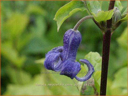 Clematis heracleifolia 'China Purple' | Struikclematis, Bosrank, Clematis | Breitbl&auml;ttrige Waldrebe | Tube