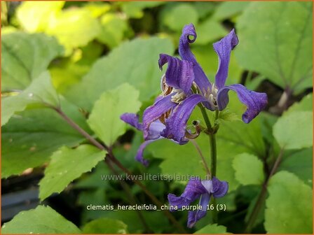 Clematis heracleifolia 'China Purple' | Struikclematis, Bosrank, Clematis | Breitbl&auml;ttrige Waldrebe | Tube