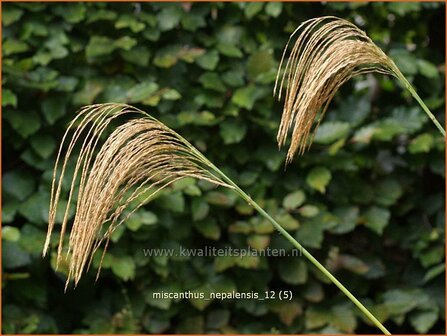 Miscanthus nepalensis | Prachtriet | Landschilf | Himalayan Fairy Grass