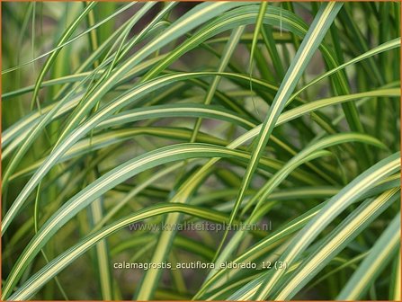 Calamagrostis acutiflora &#039;Eldorado&#039; | Struisriet