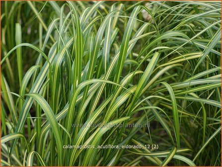 Calamagrostis acutiflora &#039;Eldorado&#039; | Struisriet