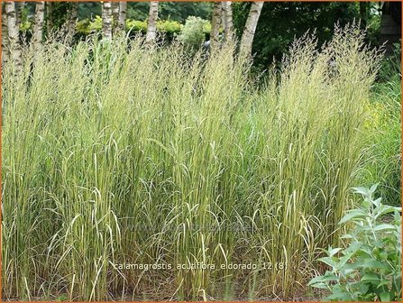 Calamagrostis acutiflora 'Eldorado' | Struisriet