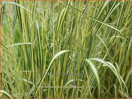 Calamagrostis acutiflora &#039;Eldorado&#039; | Struisriet