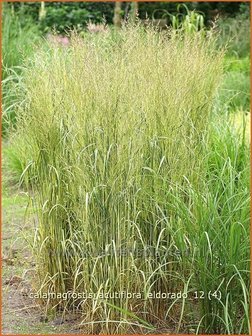 Calamagrostis acutiflora &#039;Eldorado&#039; | Struisriet