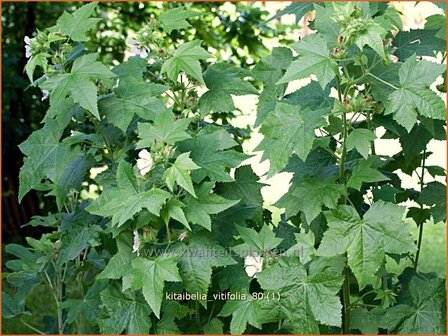 Kitaibelia vitifolia | Wijnblad