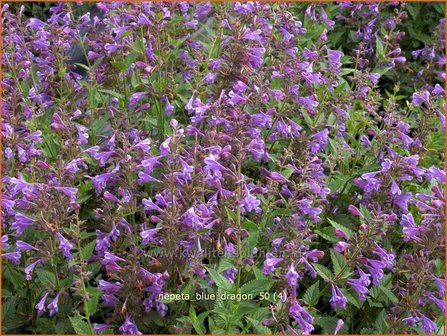 Nepeta &#039;Blue Dragon&#039; | Kattenkruid