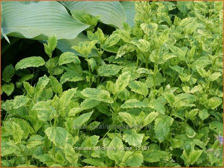 Melissa officinalis &#039;Aureovariegata&#039; | Citroenmelisse, Melisse