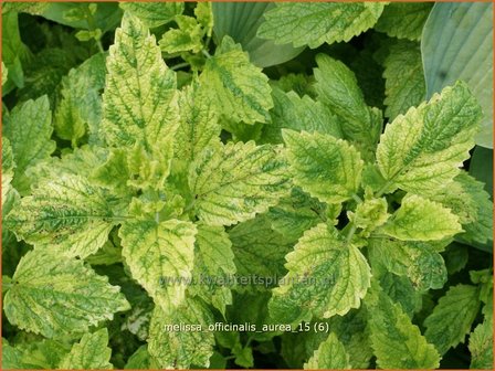 Melissa officinalis &#039;Aureovariegata&#039; | Citroenmelisse, Melisse