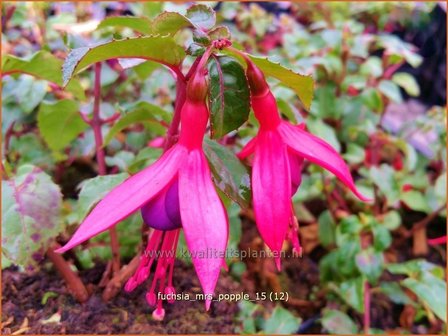 Fuchsia &#039;Mrs Popple&#039; | Bellenplant, Tuinfuchsia, Fuchsia