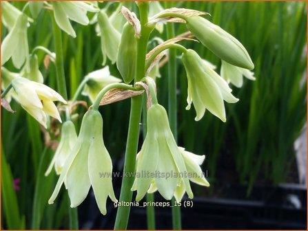 Galtonia princeps | Kaapse hyacint