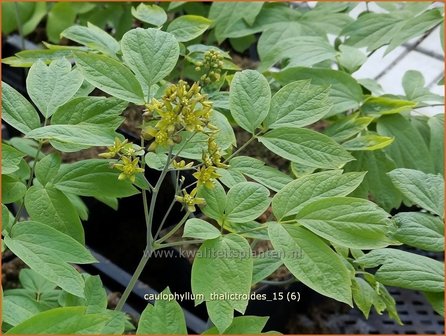 Caulophyllum thalictroides | Blauwe zilverkaars, Vrouwenwortel | Indianische Blaubeere