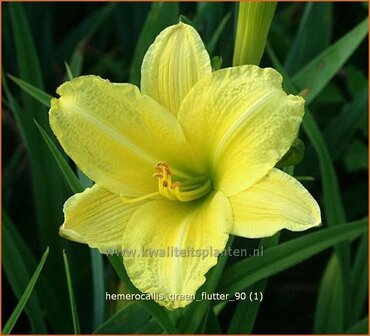 Hemerocallis &#039;Green Flutter&#039; | Daglelie | Taglilie