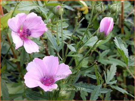 Althaea cannabina | Hennepheemst, Heemst | Hanfbl&auml;ttriger Eibisch