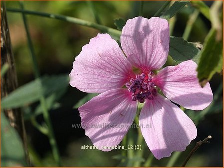 Althaea cannabina | Hennepheemst, Heemst | Hanfbl&auml;ttriger Eibisch