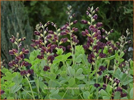 Baptisia 'Dutch Chocolate' | Valse indigo, Indigolupine