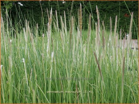 Pennisetum macrourum | Lampenpoetsersgras, Borstelveergras | Steppengras