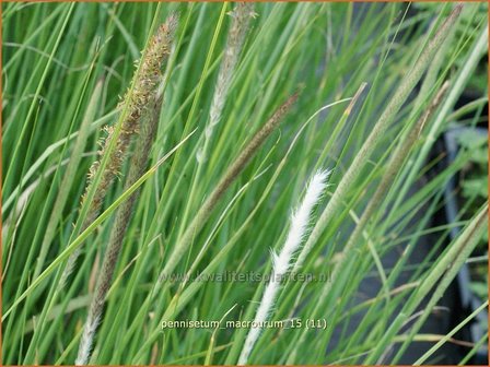 Pennisetum macrourum | Lampenpoetsersgras, Borstelveergras | Steppengras