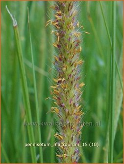 Pennisetum macrourum | Lampenpoetsersgras, Borstelveergras | Steppengras