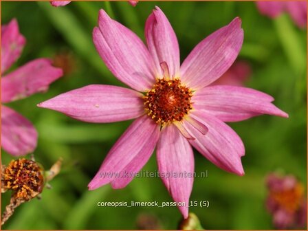 Coreopsis 'Limerock Passion' | Meisjesogen