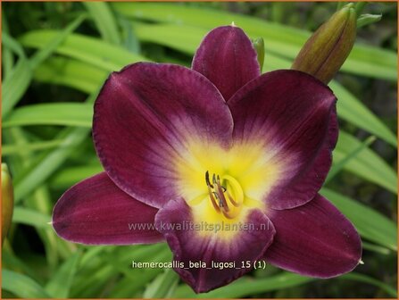 Hemerocallis &#039;Bela Lugosi&#039; | Daglelie | Taglilie