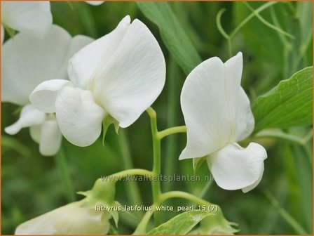 Lathyrus latifolius &#039;White Pearl&#039; | Brede lathyrus, Vaste siererwt, Pronkerwt, Siererwt