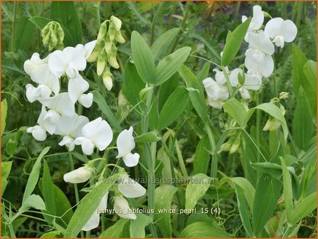 Lathyrus latifolius &#039;White Pearl&#039; | Brede lathyrus, Vaste siererwt, Pronkerwt, Siererwt