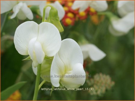 Lathyrus latifolius &#039;White Pearl&#039; | Brede lathyrus, Vaste siererwt, Pronkerwt, Siererwt