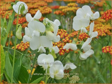 Lathyrus latifolius &#039;White Pearl&#039; | Brede lathyrus, Vaste siererwt, Pronkerwt, Siererwt