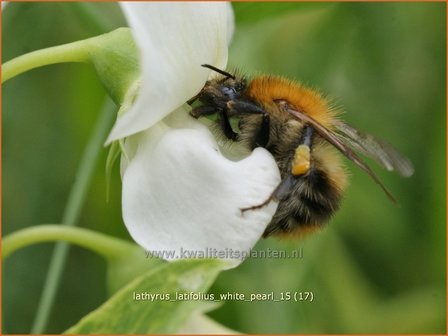 Lathyrus latifolius &#039;White Pearl&#039; | Brede lathyrus, Vaste siererwt, Pronkerwt, Siererwt