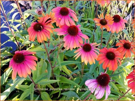 Echinacea purpurea 'Rainbow Marcella' | Zonnehoed