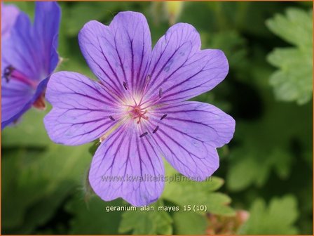 Geranium &#039;Alan Mayes&#039; | Ooievaarsbek, Tuingeranium