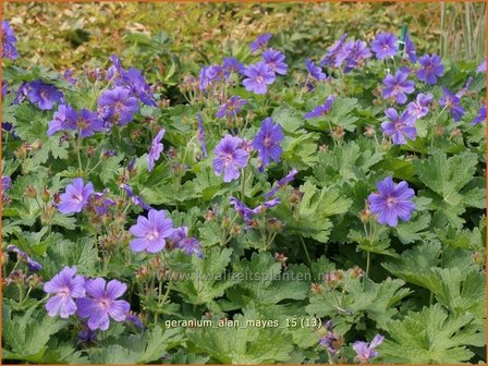 Geranium &#039;Alan Mayes&#039; | Ooievaarsbek, Tuingeranium