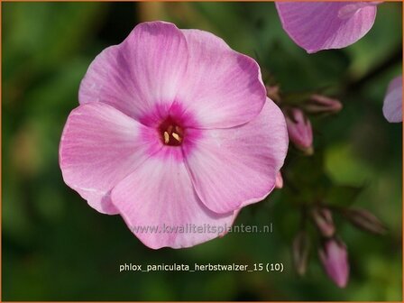 Phlox &#039;Herbstwalzer&#039; | Vlambloem, Flox, Floks