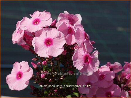 Phlox &#039;Herbstwalzer&#039; | Vlambloem, Flox, Floks