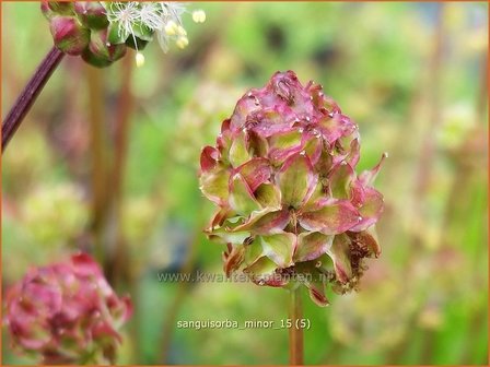 Sanguisorba minor | Kleine pimpernel, Klein sorbenkruid, Pimpernel, Sorbenkruid