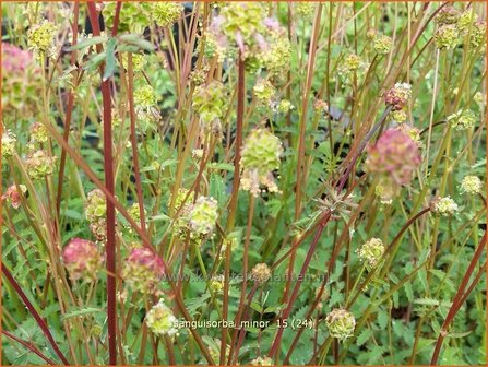 Sanguisorba minor | Kleine pimpernel, Klein sorbenkruid, Pimpernel, Sorbenkruid